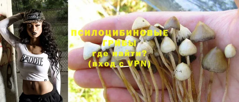 Псилоцибиновые грибы Magic Shrooms  Заволжск 